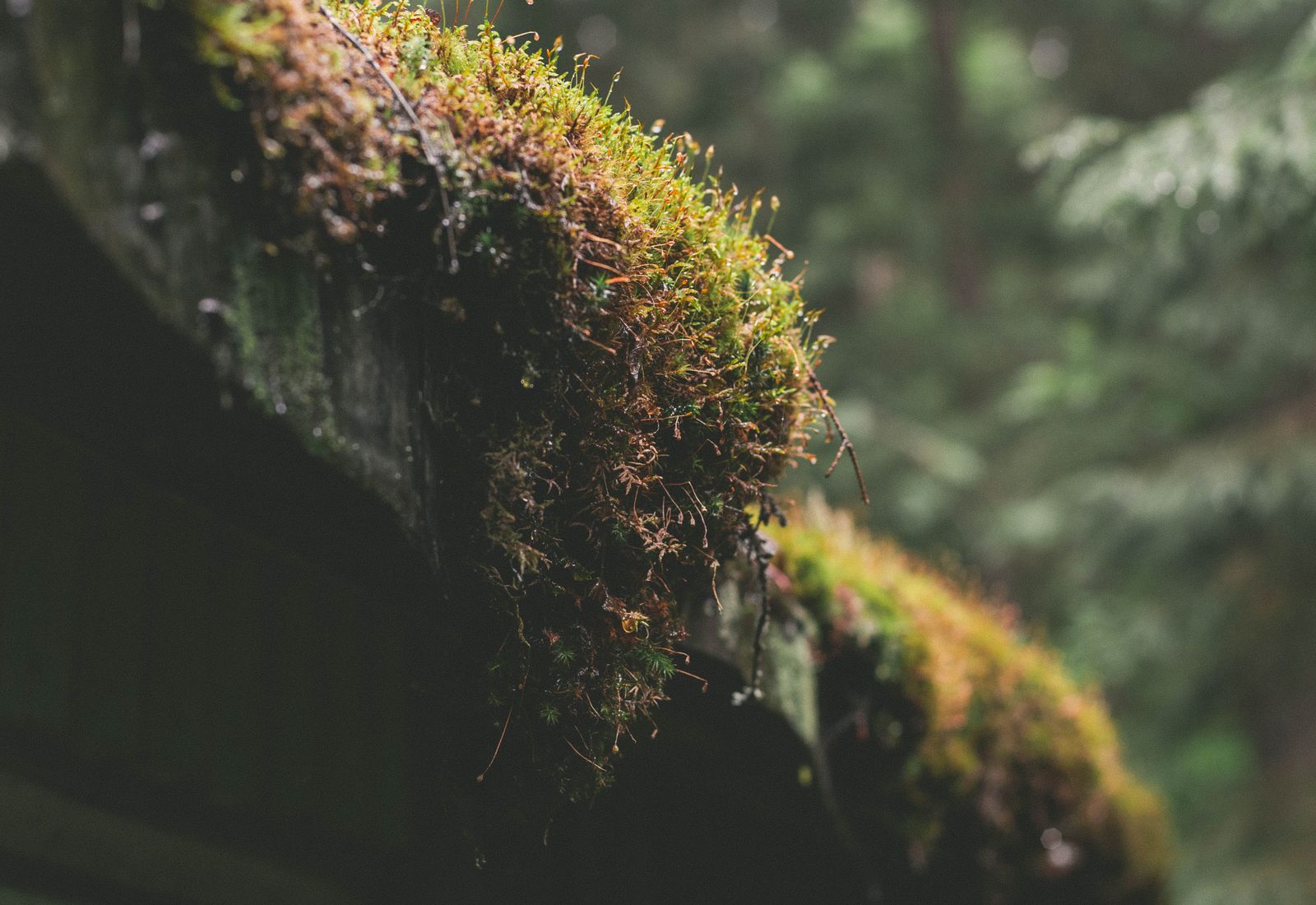 Close-up of moss buildup before maintenance